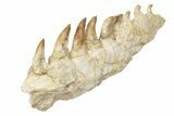 Mosasaur Jaw Section with Nine Teeth - Morocco #189999-1